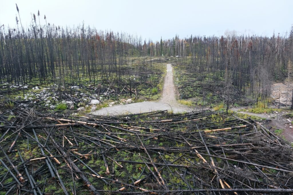 forest devasted by deforestation